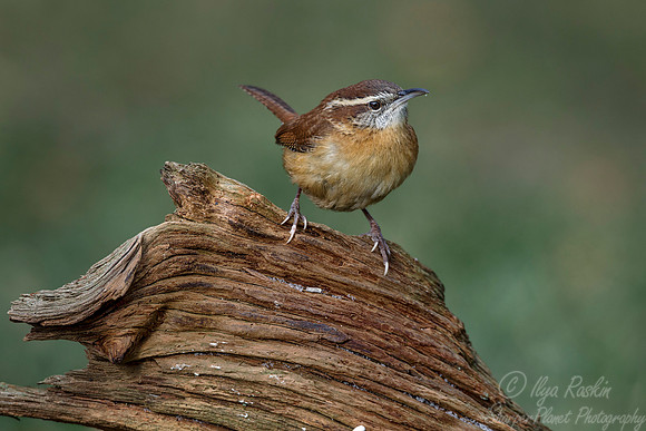 099 House Wren (Troglodytes aedon) - NJ