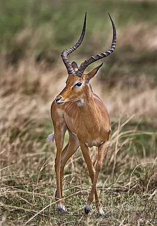 021_Impala_Tanzania