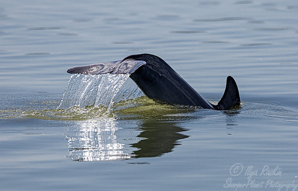 225 Tamanend’s bottlenose dolphin (Tursiops erebennus) - SC