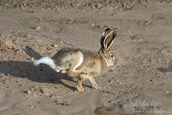 068 Tolai Hare (Lepus tolai) - Mongolia