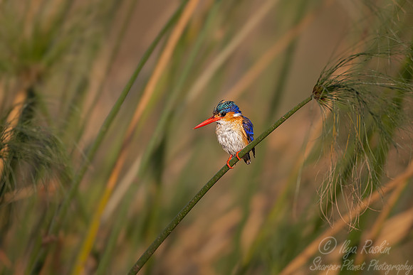 204 Malachite kingfisher (Corythornis cristatus) - Botswana