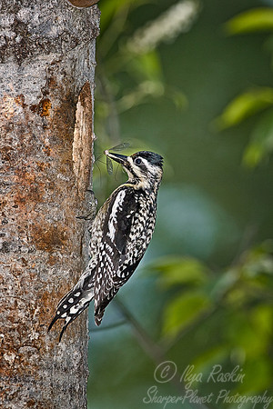 034 Yellow-bellied Sapsucker-female = MI