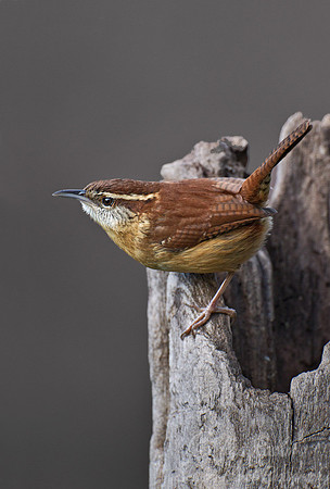 080 Carolina Wren (Thryothorus ludovicianus) - NJ