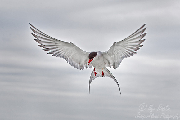 107 Arctic Tern (Sterna paradisaea) - ME