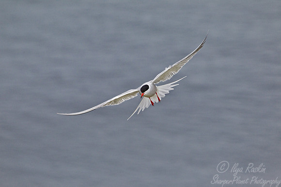 098  Common Tern (Sterna hirundo) - ME