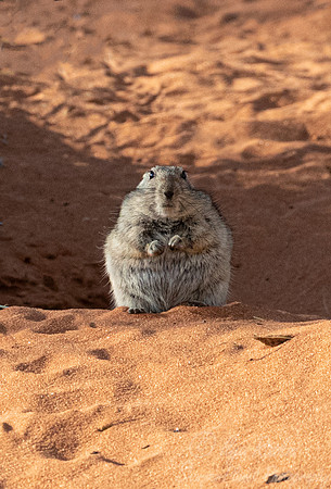 200 Brants' whistling rat (Parotomys brantsii) - Kagalagadi Transfrontier Park SA