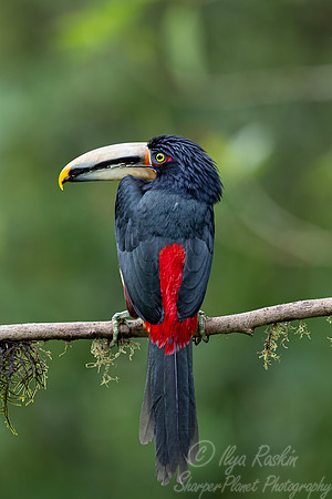 765 Collared aracari or collared araçari (Pteroglossus torquatus) - Ecuador