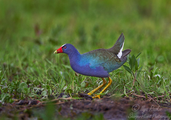049 Purple Gallinule (Porphyrio martinicus) - Ibera Wetlands Argentina