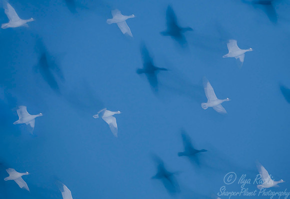 020 Snow Geese - NM
