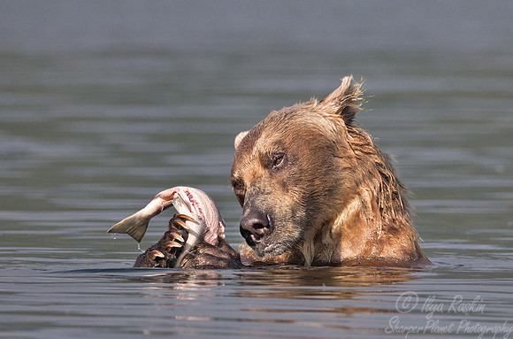 032 Brown Bear (Ursus arctos) - Kamchatka Russia