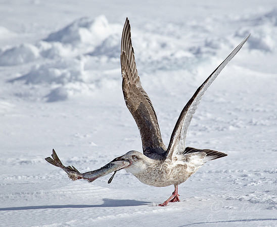 142 Slaty-backed Gull (Larus schistisagus) - Hokkaido Japan