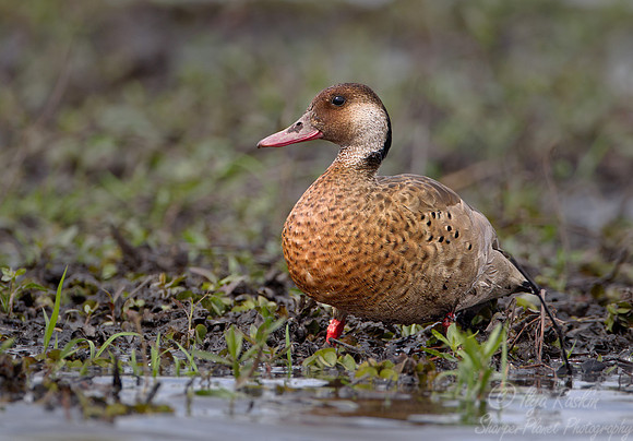 075 Teal or Brazilian Duck (Amazonetta brasiliensis) - Ibera Wetlands Argentina