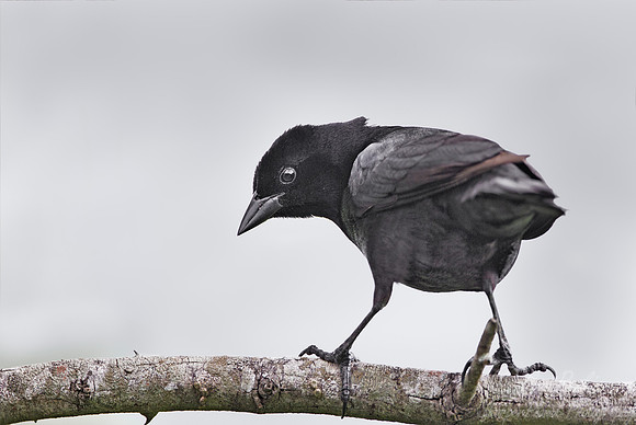 093 Unicoloured Blackbird (Agelasticus cyanopus) - Ibera Wetlands Argentina