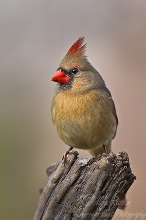 081 Northern Cardinal (Cardinalis cardinalis) famale - NJ