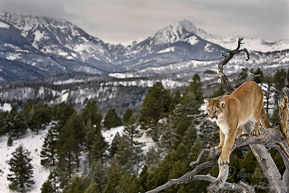 018_Mountain Lion