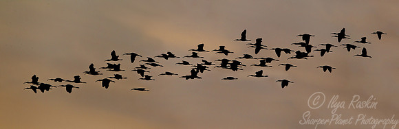 102 Ibises in flight - Ibera Wetlands Argentina