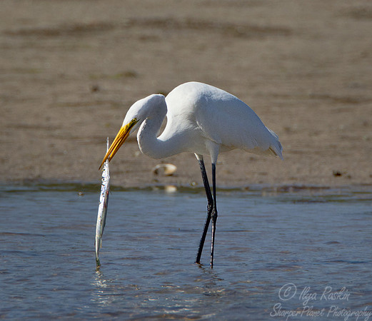 177 Great Egrets (Ardea alba) - FL