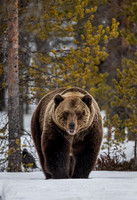 2022 Finland Mammals