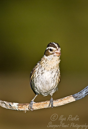 067 Rose-breasted Crosbeak female - MI