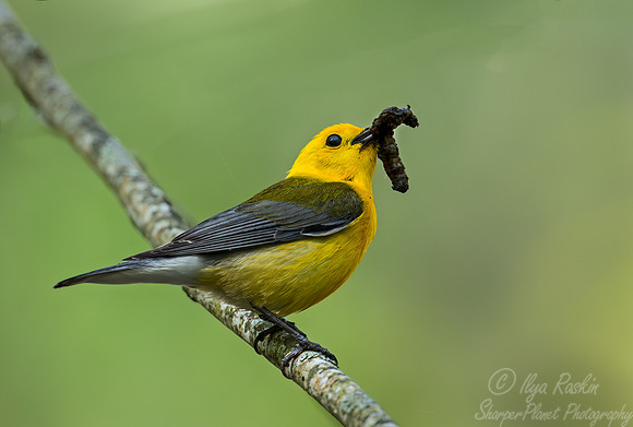 138 Prothonotary warbler (Protonotaria citrea) - SC