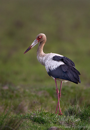 165 Maguari Stork (Ciconia maguari) - Ibera Wetlands Argentina
