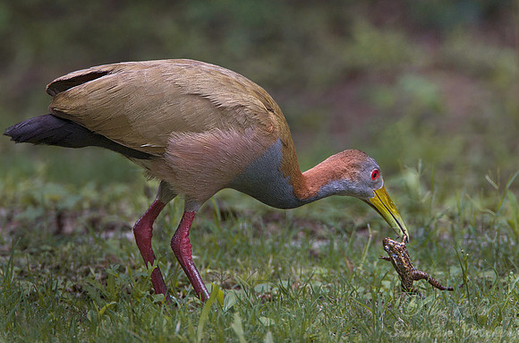 048 Giant Wood Rail (Aramides ypecaha) - Ibera Wetlands Argentina