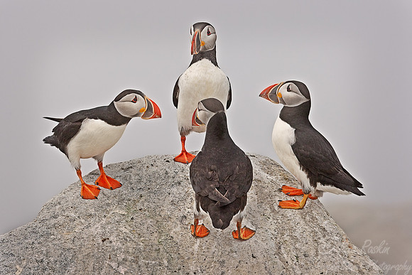 010 Atlantic Puffins (Fratercula arctica) Machias Seal Island - Canada