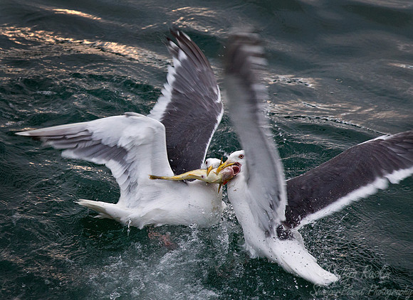 133 Slaty-backed Gull (Larus schistisagus) Kuril Islands - Russia