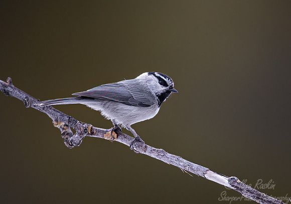 127 Mountain chickadee (Poecile gambeli) - CO