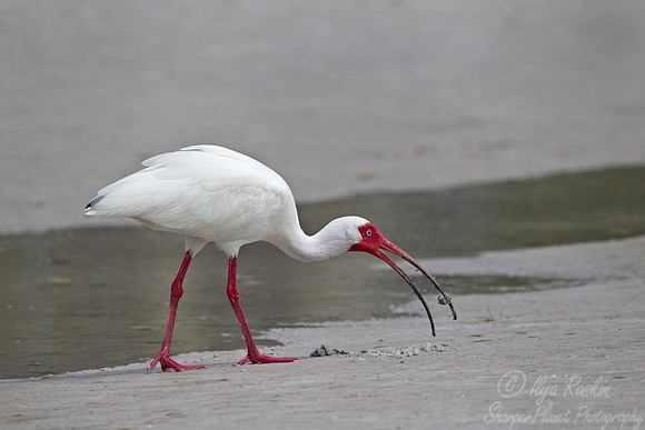187 White Ibis (Eudocimus albus) FL