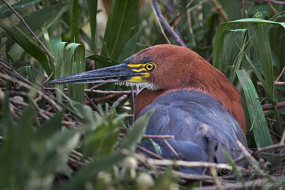 163 Rufescent Tiger Heron (Tigrisoma lineatum) - Ibera Wetlands Argentina