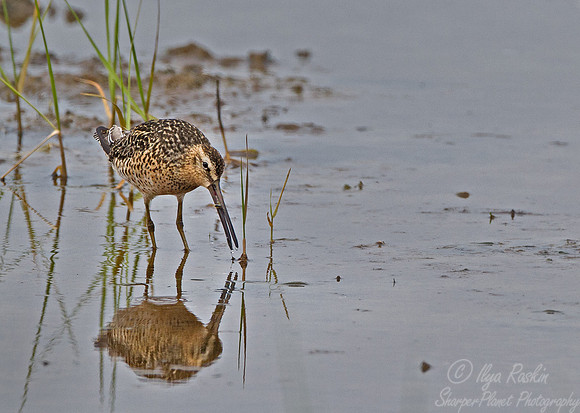 116 Short-billed Dowitcher (Limnodromus griseus) - ME