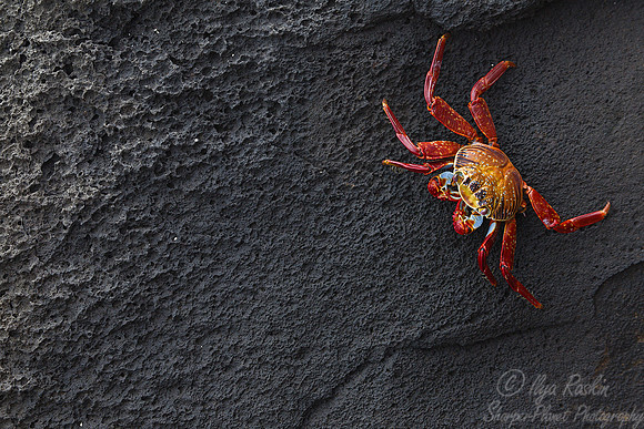 008 Sally Lightfoot Crab (Grapsus grapsus) - Galapagos Ecuador