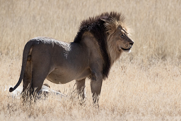 165 Lion (Panthera leo) - Kgalagadi Transfrontier Park SA