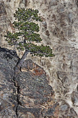 030_Yellowstone National Park