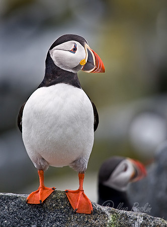 021 Atlantic Puffin - Canada
