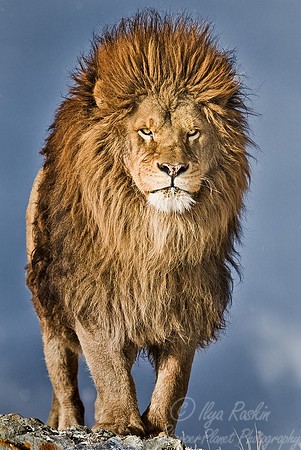 019_Lion