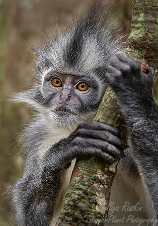 229 Thomas's langur (Presbytis thomasi) - Sumatra Indonesia