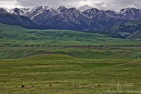 078 Eastern Tien-Shan -Kazakhstan