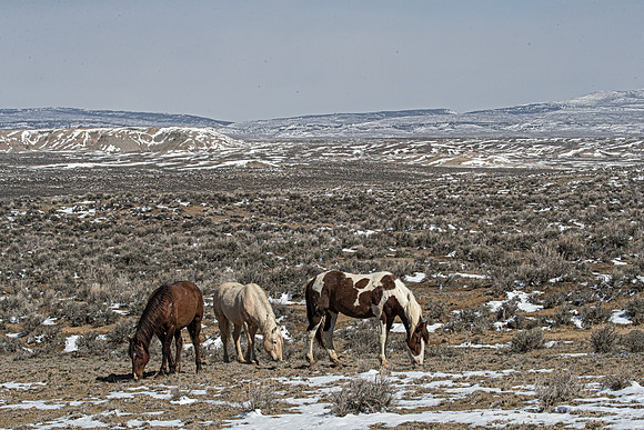 232 Wild horses (Equus ferus caballus) - CO