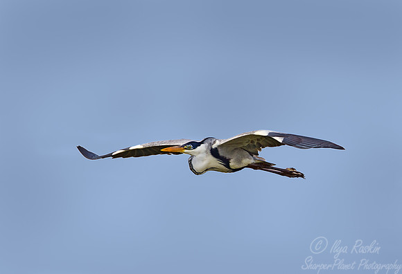 160 Cocoi Heron (Ardea cocoi) - Ibera Wetlands Argentina