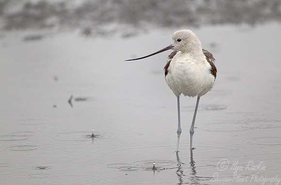 128 American Avocet (Recurvirostra americana) - FL