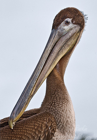 023 Brown Pelicans - Galapagos Ecuador