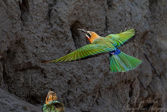 192 White-fronted bee-eaters (Merops bullockoides) - Botswana
