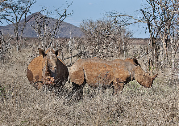 041_White Rhinoceros (Ceratotherium simum)_Madikwe_S Africa