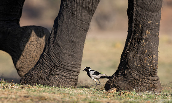 210 Blacksmith lapwing or Blacksmith plover (Vanellus armatus) - Botswana