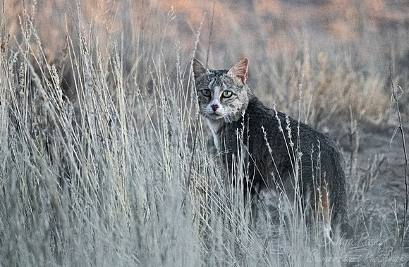 214 African wildcat (Felis lybica) - Kagalagadi Transfrontier Park SA