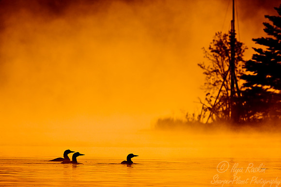 045 Common Loon - MI