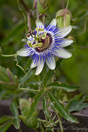 093 Passion Fruit Flower (Passiflora) - Argentina