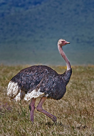 019 African Ostrich Tanzania